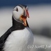 puffin_atlantic_msi_h_0854_can1883.jpg